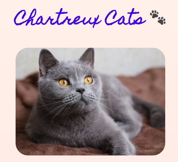 Chartreux cats landing page