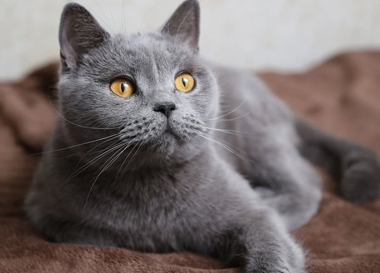 chartreux cat with golden eyes