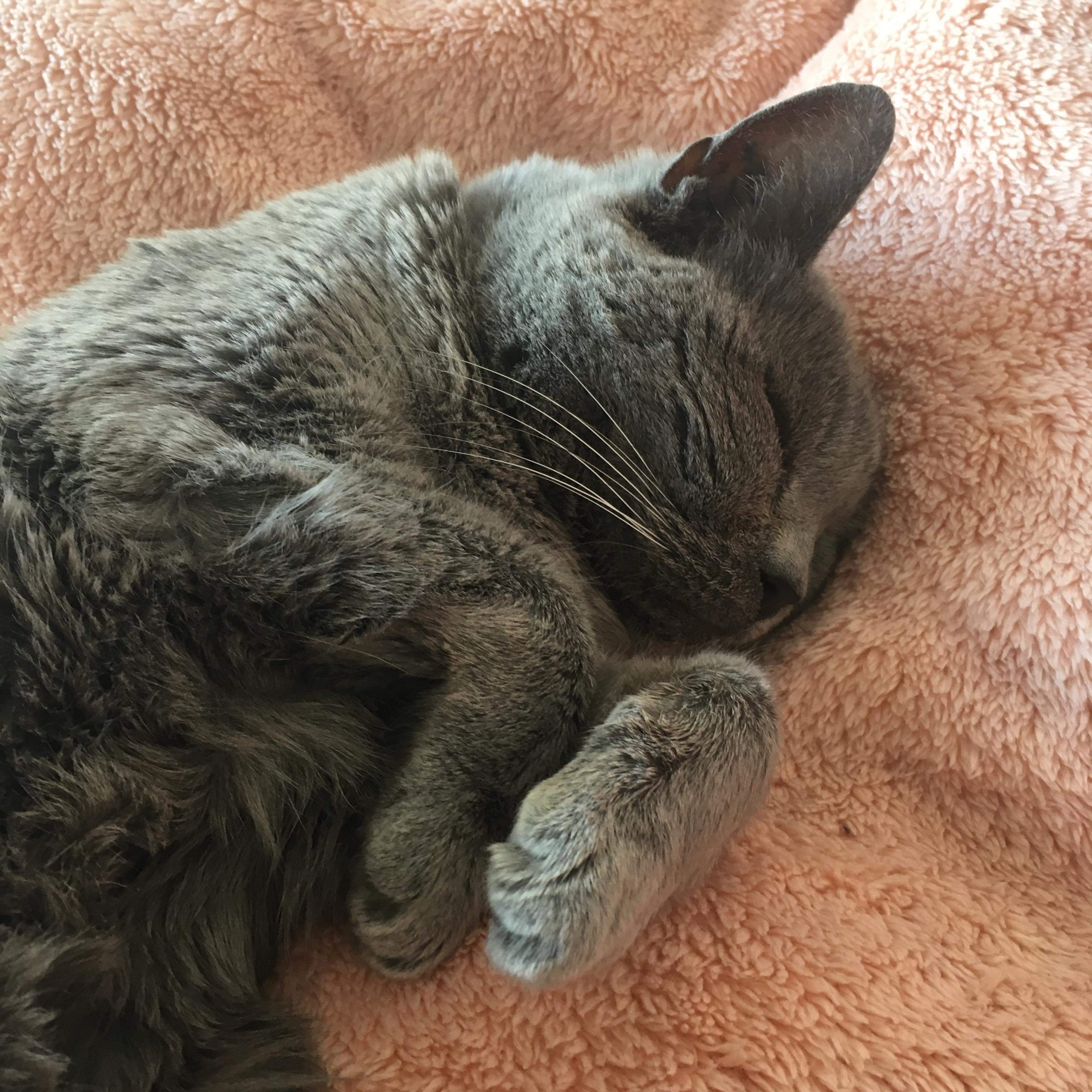 adorable cat sleeping on a bed