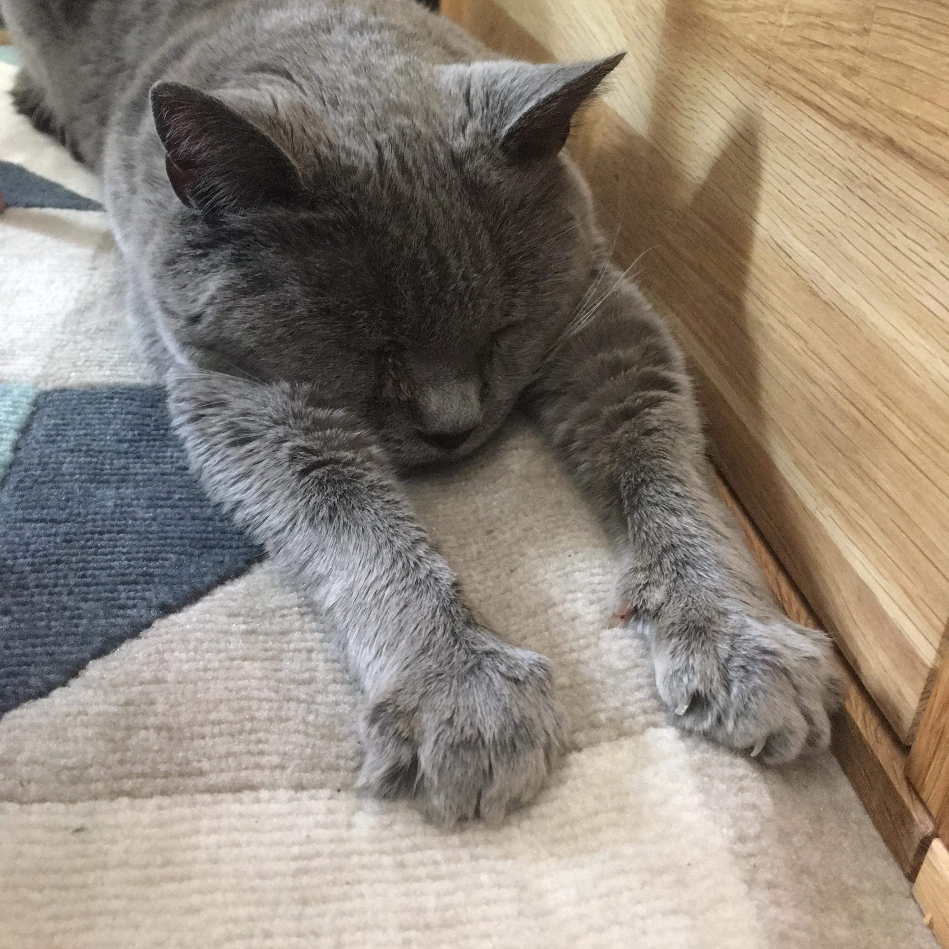 grey cat stretching